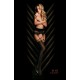 Black Secret BS101 Crotchless Tights